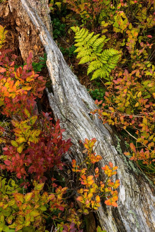 Alpenherbst (04)