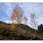 Alpenherbst 1