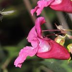 Alpenhummel im Landeanflug - - aufgenommen in Fallerschein 22.08.2015