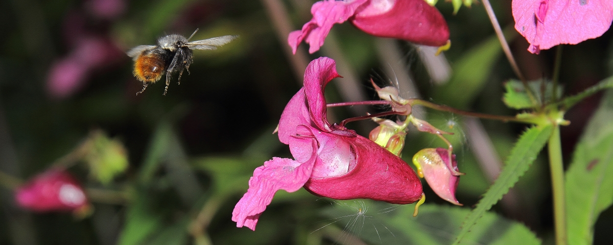 Alpenhummel im Landeanflug - - aufgenommen in Fallerschein 22.08.2015