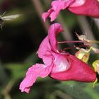 Alpenhummel im Landeanflug - - aufgenommen in Fallerschein 22.08.2015