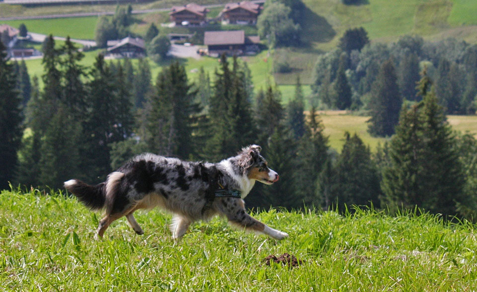 - Alpenhund -