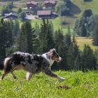 - Alpenhund -