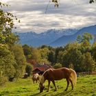 Alpenidylle im Blauen Land