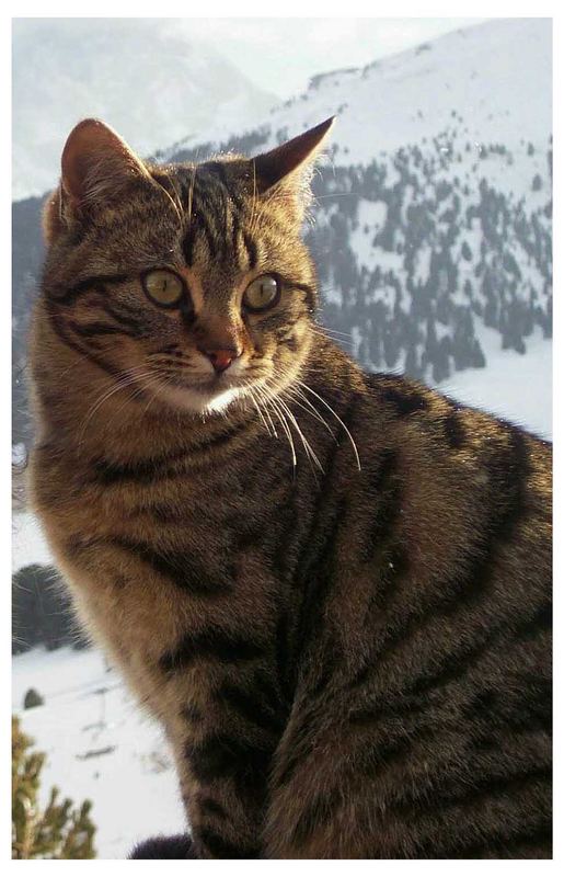 Alpenkatze