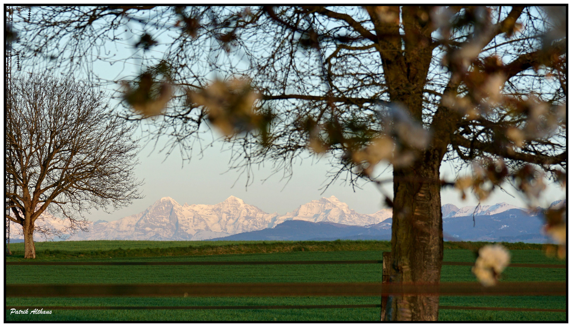 Alpenkirsch