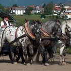 Alpenkönig Chamionat 2007 Axams-Tirol 3