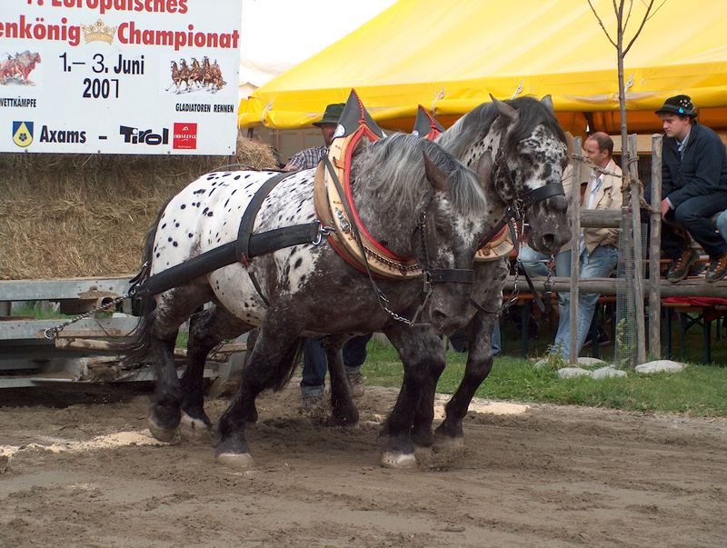 Alpenkönig Championat 2007 Axams-Tirol