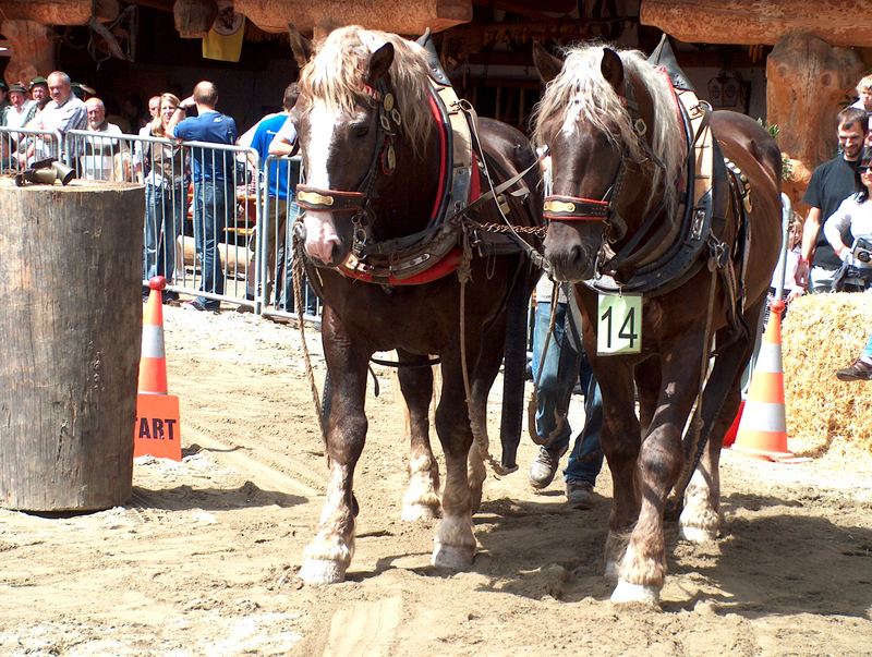 Alpenkönig Championat 2007 Axams-Tirol - Holzrücken