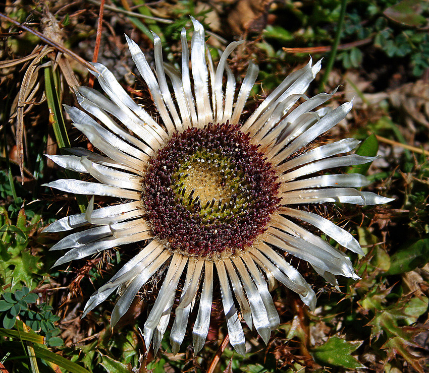 Alpenkönigin