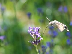 Alpenkolibri