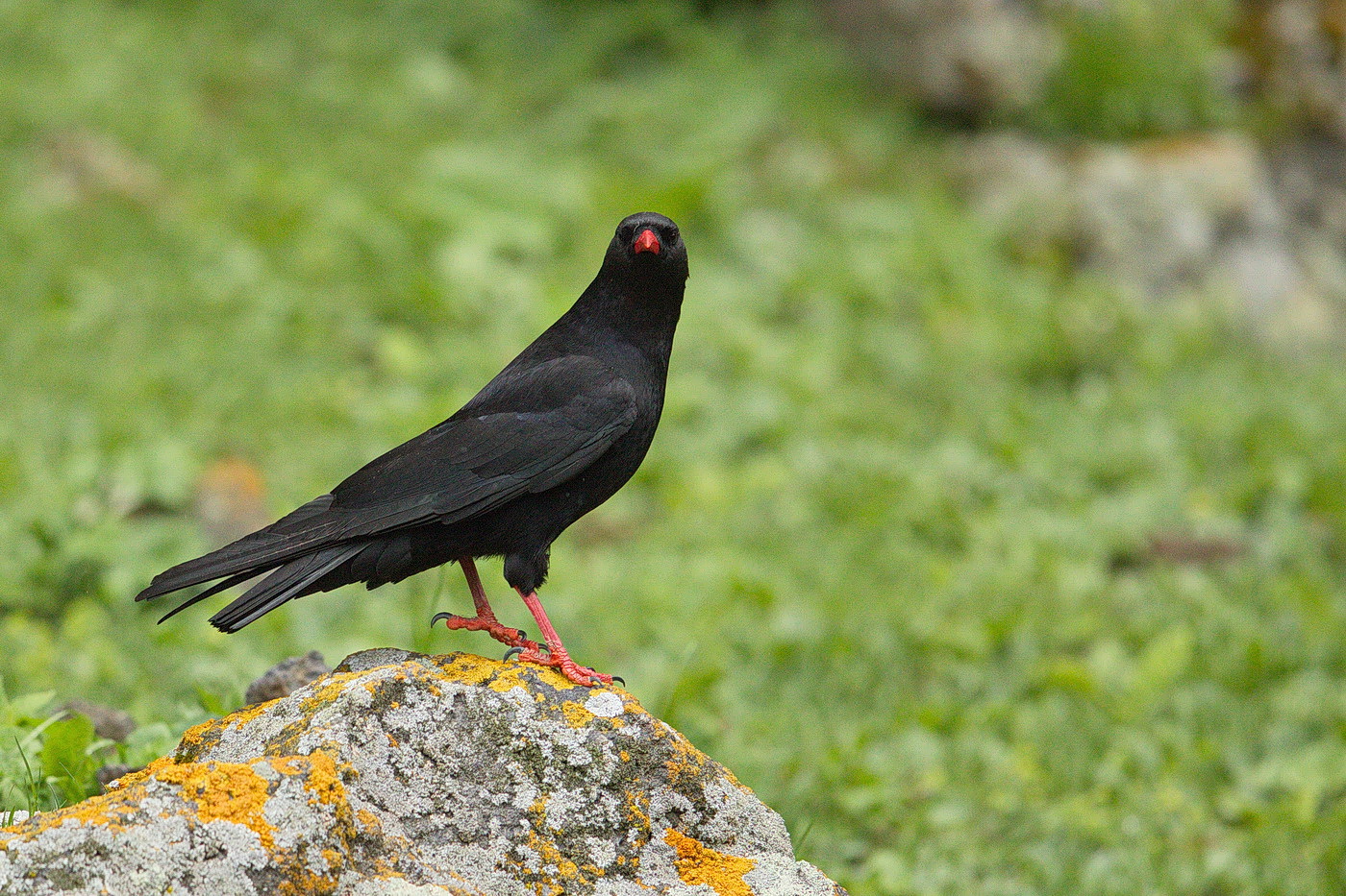 Alpenkrähe