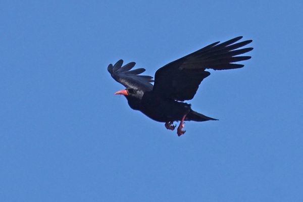 Alpenkrähe (Pyrrhocorax pyrrhocorax)