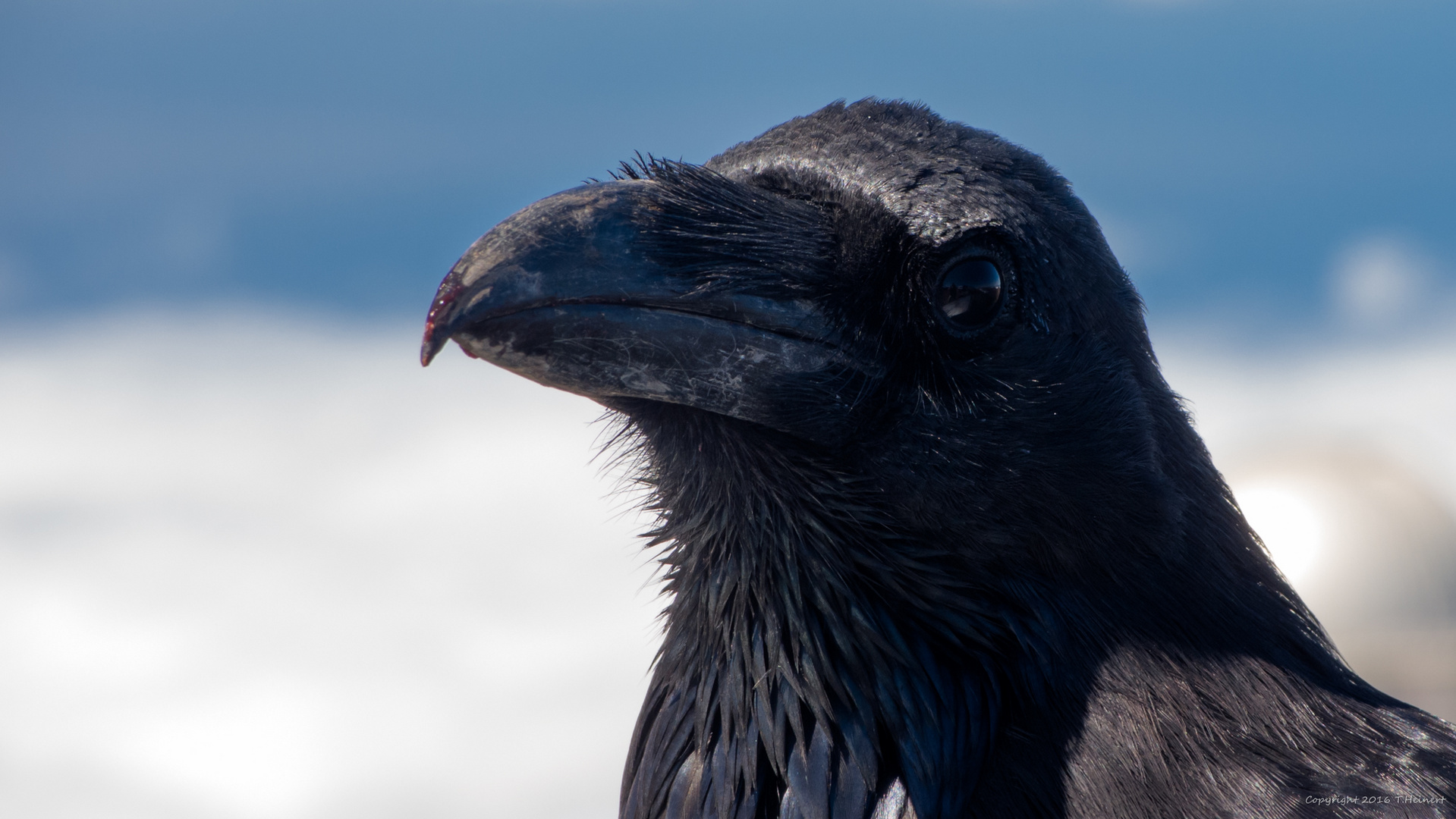 Alpenkrähe (Pyrrhocorax pyrrhocorax) auf La Palma