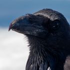 Alpenkrähe (Pyrrhocorax pyrrhocorax) auf La Palma