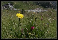 ... Alpenkräuter ...