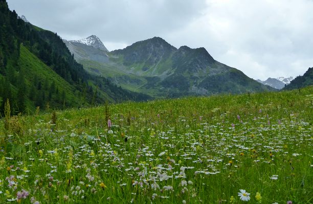 Alpenkräuterwiese 