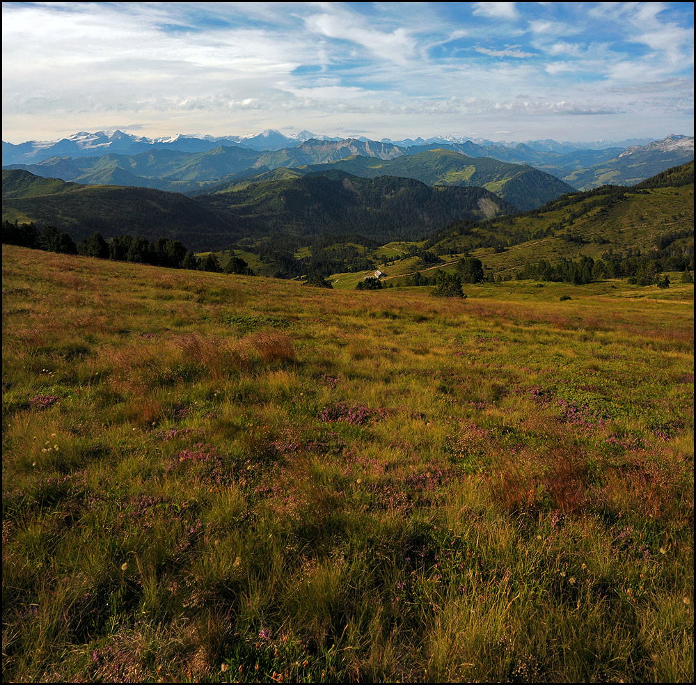 Alpenkranz