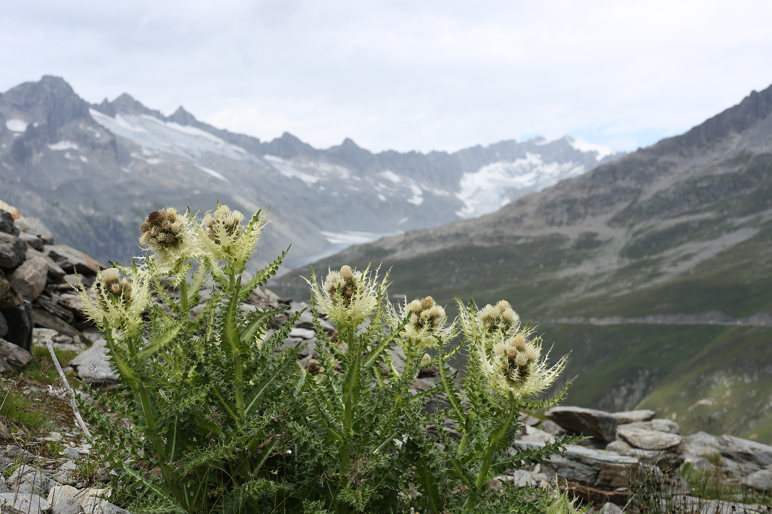 Alpenkratzdistel