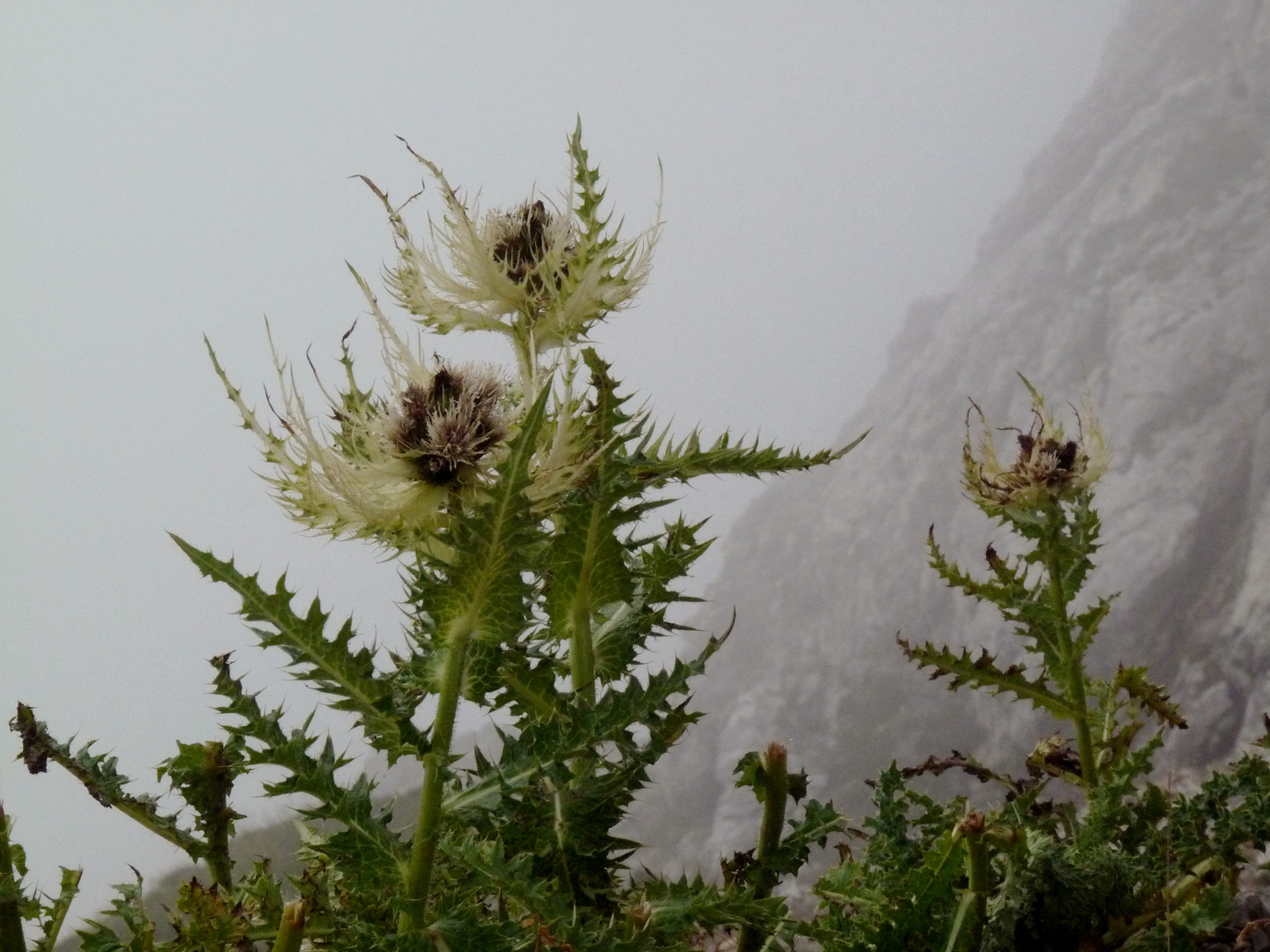 Alpenkratzdistel