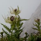 Alpenkratzdistel