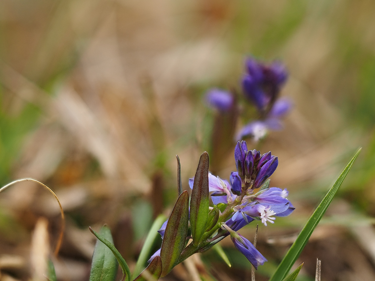 Alpenkreuzblume