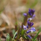 Alpenkreuzblume