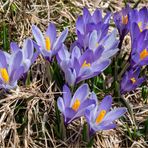 Alpenkrokus (Crocus vernus) 