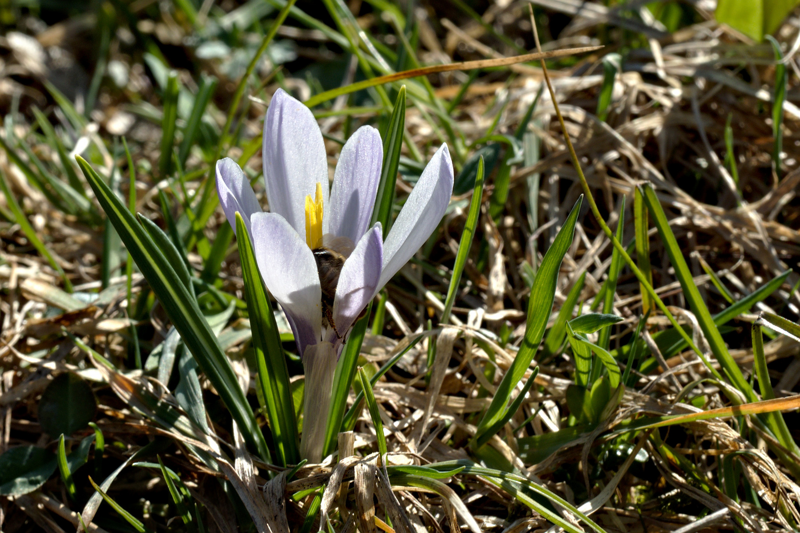 Alpenkrokusam Moorweiher