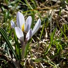 Alpenkrokusam Moorweiher