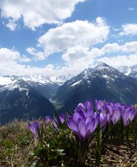 Alpenkrokusse