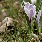 Alpenkrokusse im Trettachtal