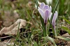 Alpenkrokusse im Trettachtal