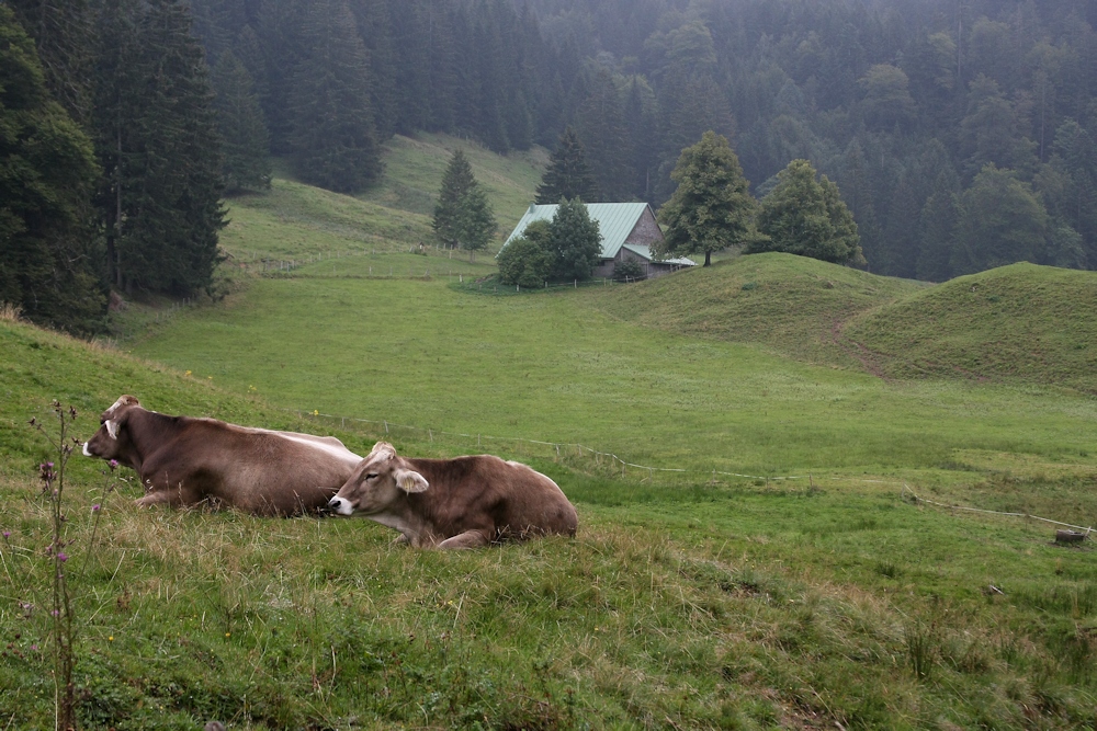 Alpenkühe