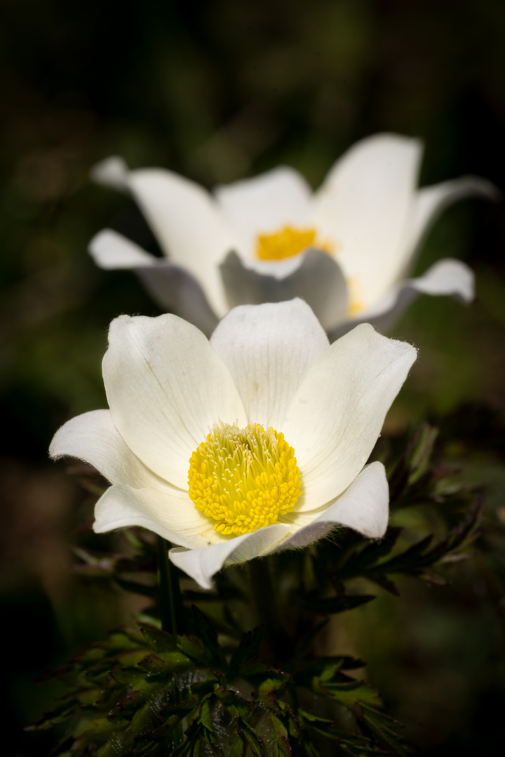 Alpenkuhschelle