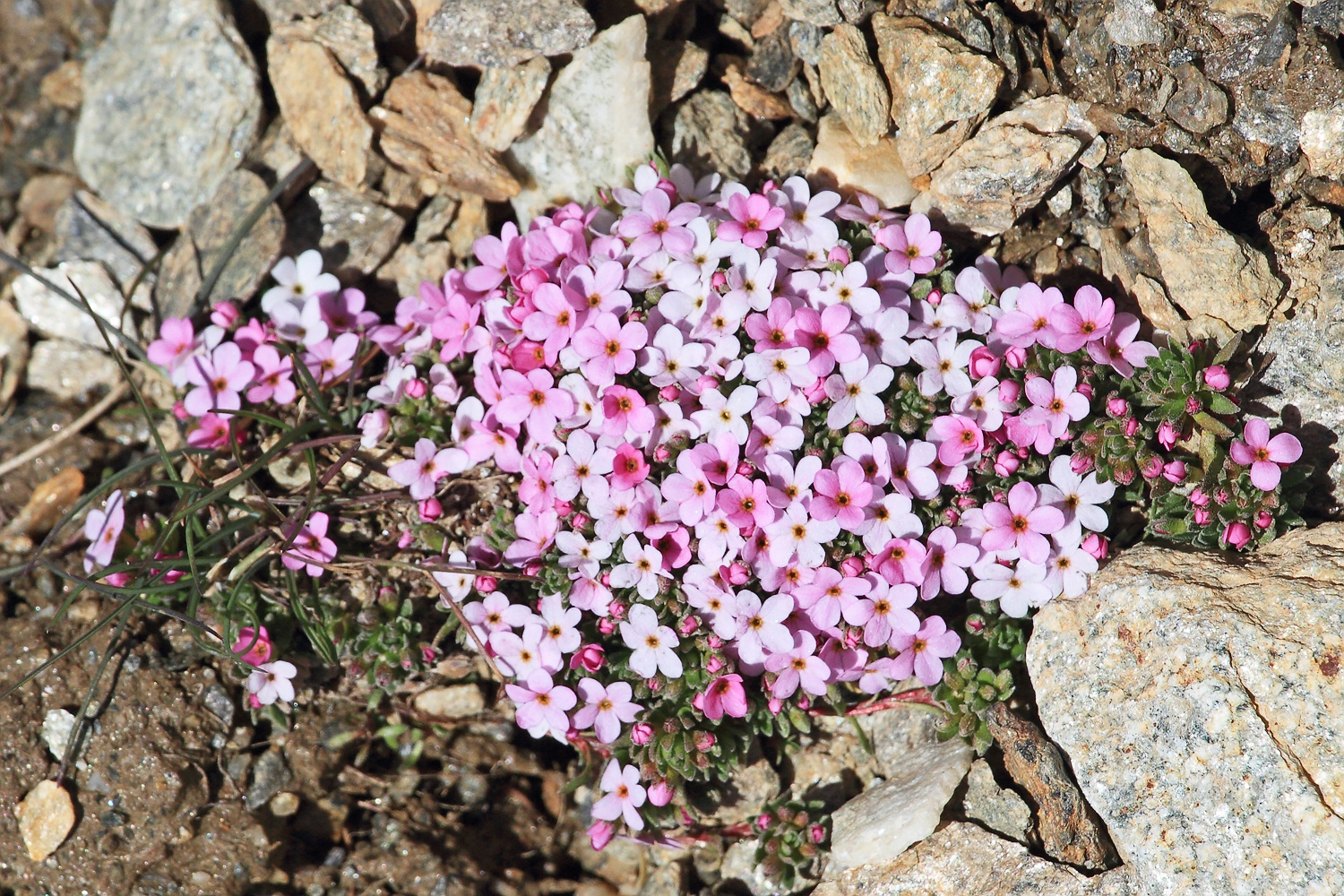 Alpenmannsschild (Androsace alpina L.)