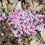 Alpenmannsschild (Androsace alpina L.)