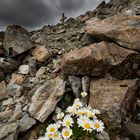 Alpenmargerite am Rußkopf, 2693 m, Jamtal