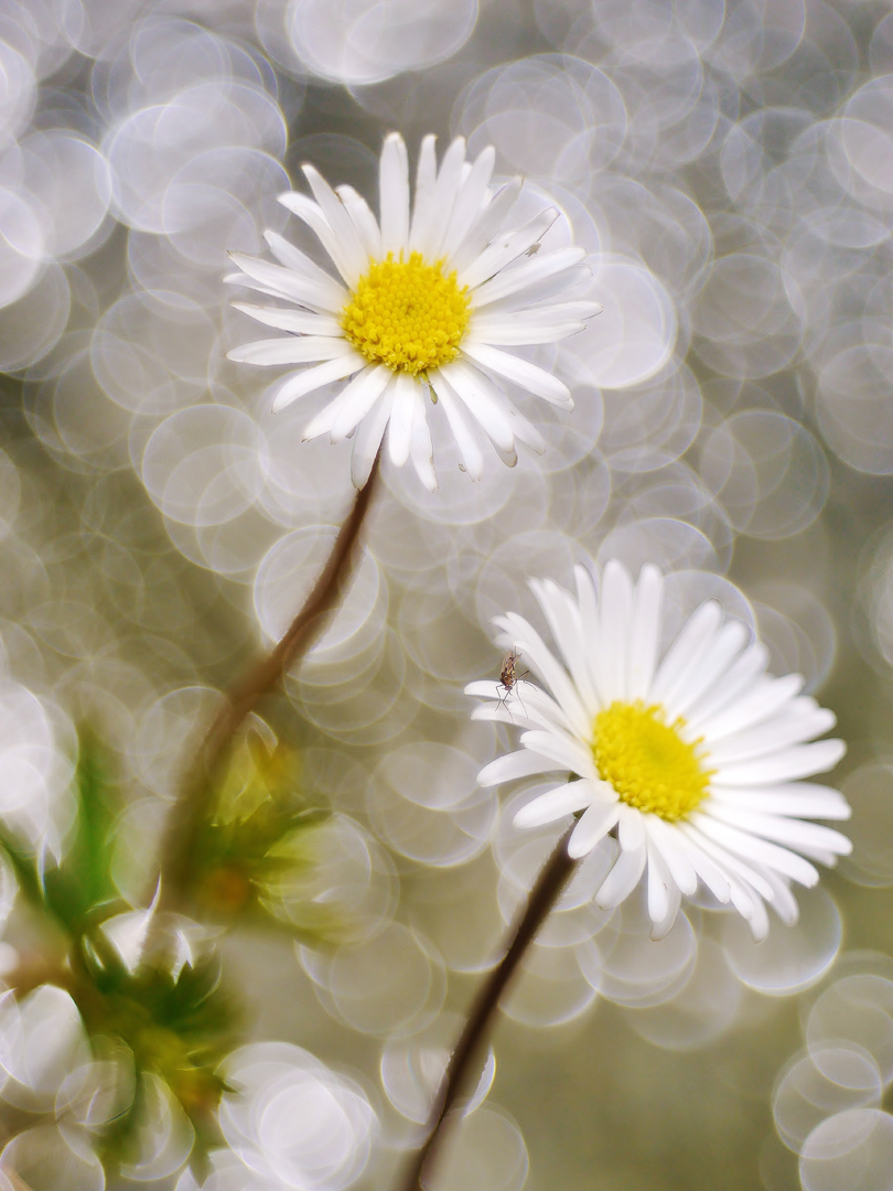 Alpenmaßliebchen (Bellidiastrum michelii)