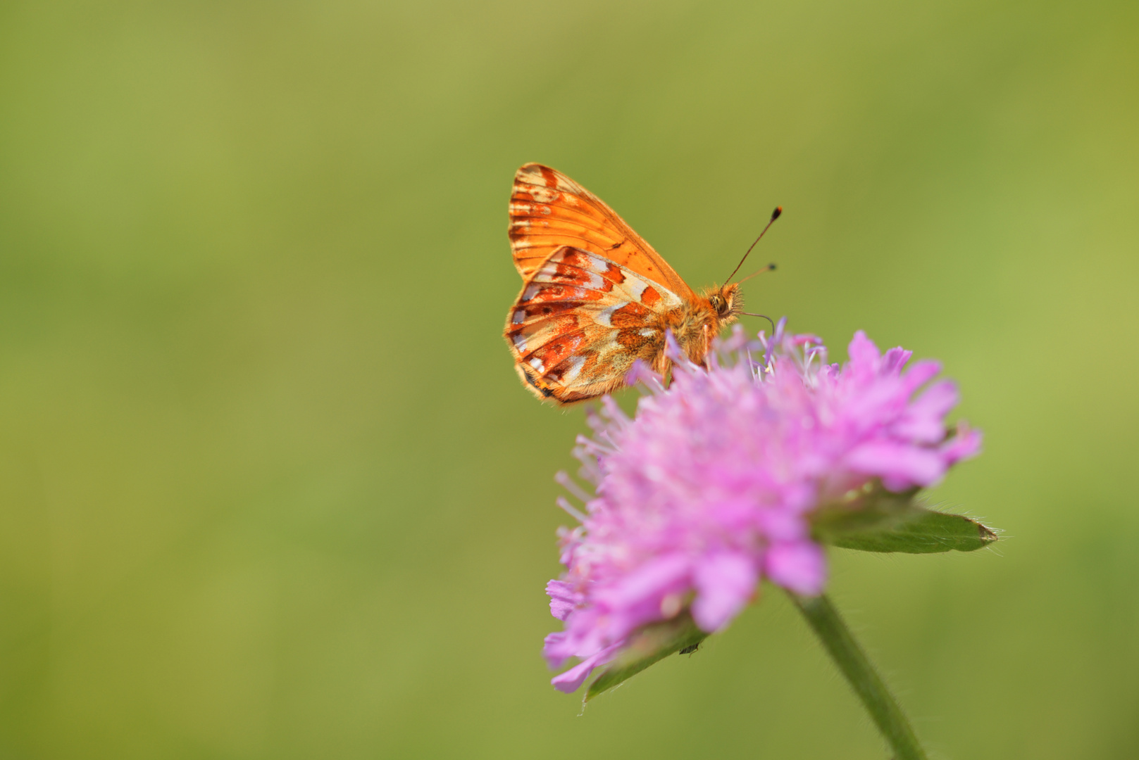 Alpenmatten-Perlmutterfalter auf einer Scabiose