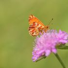 Alpenmatten-Perlmutterfalter auf einer Scabiose