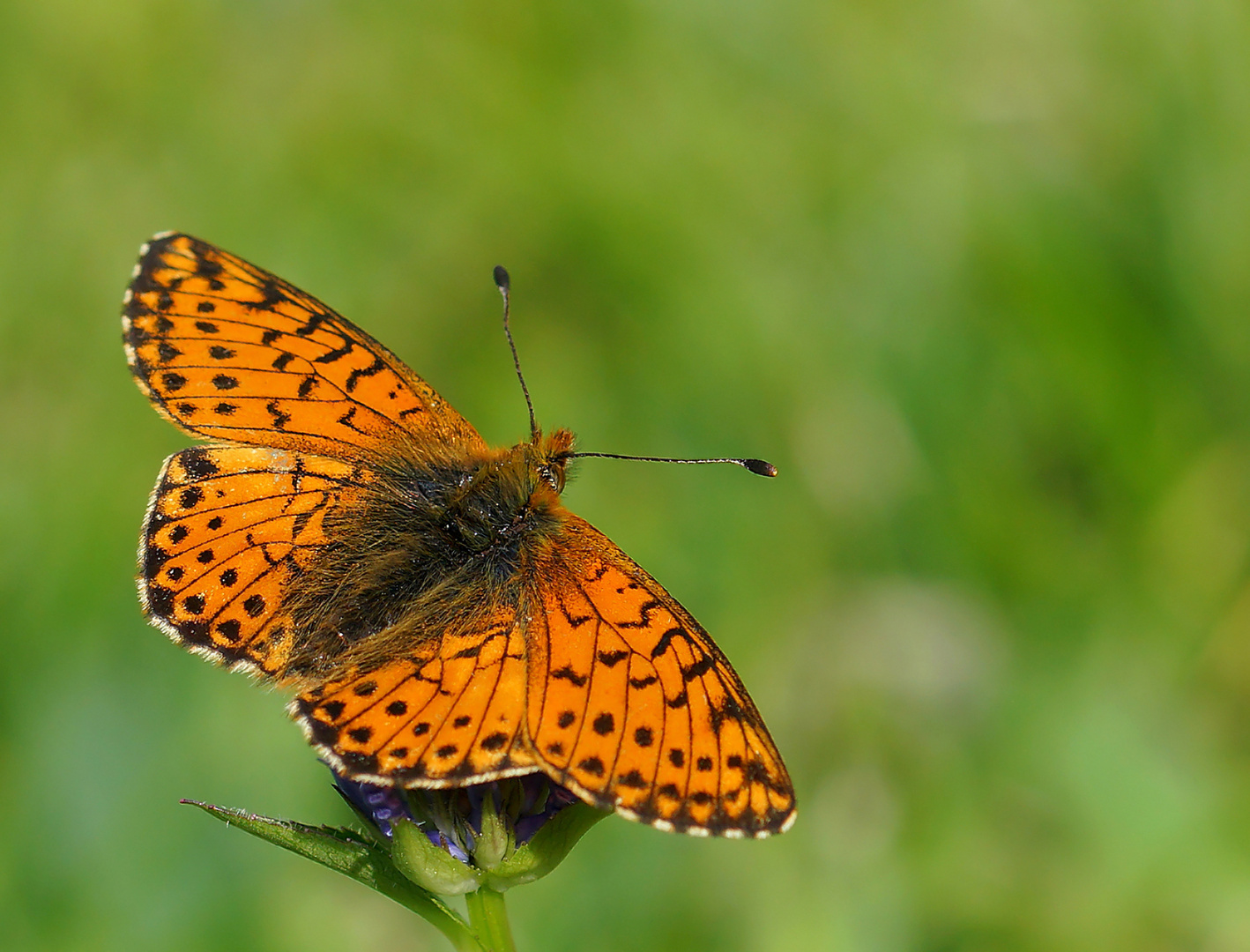 Alpenmatten-Perlmuttfalter Boloria pales