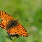 Alpenmatten-Perlmuttfalter Boloria pales