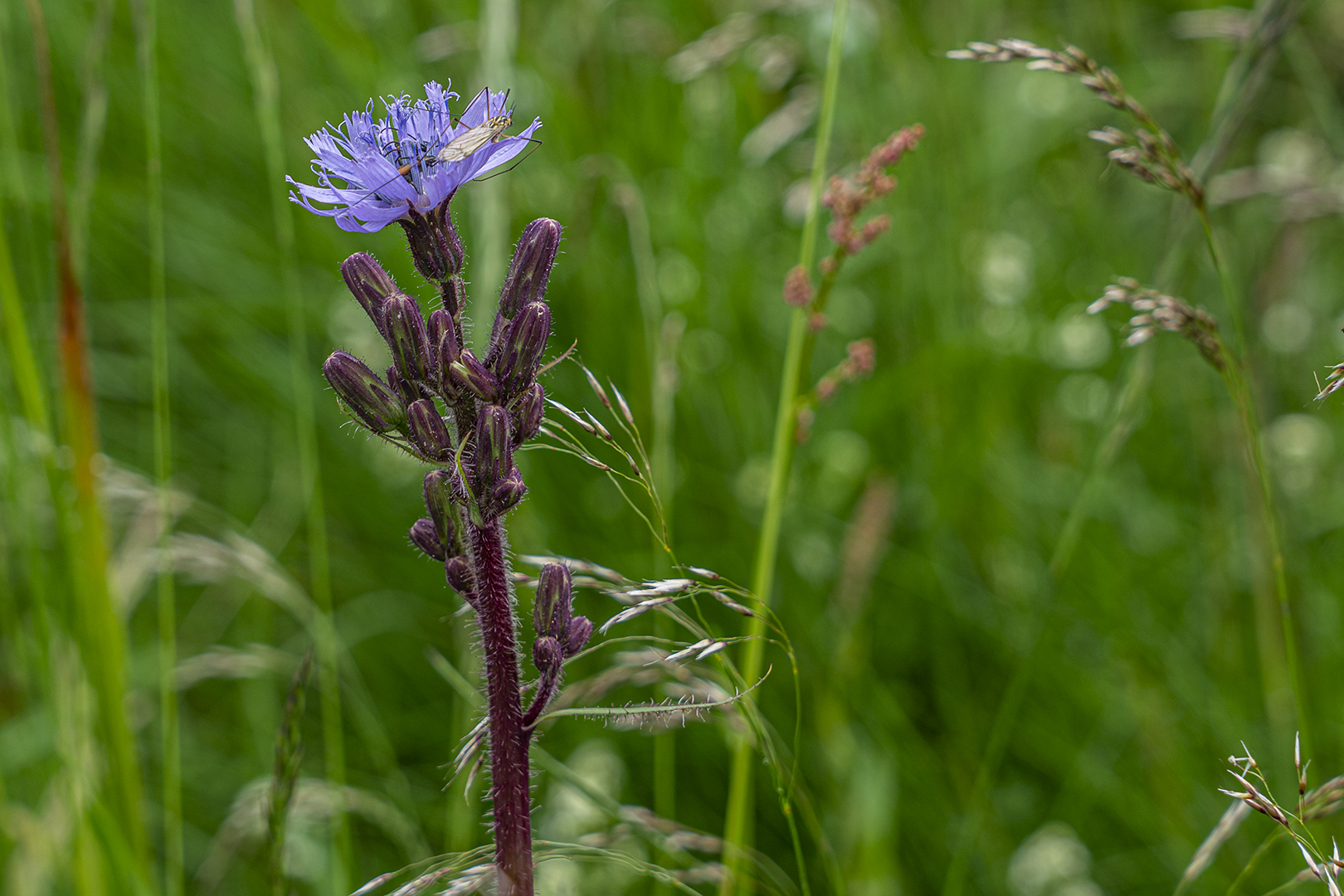 Alpenmilchlattich  