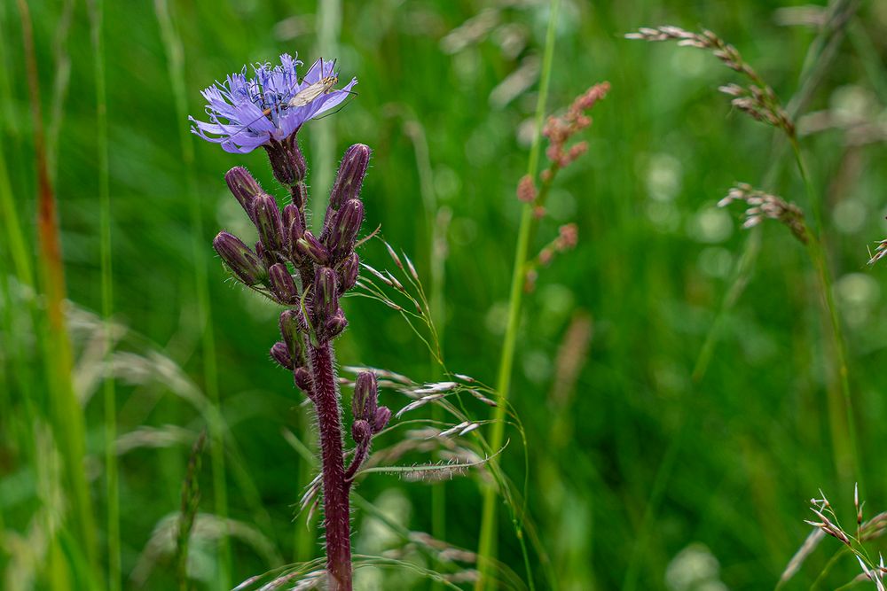 Alpenmilchlattich  