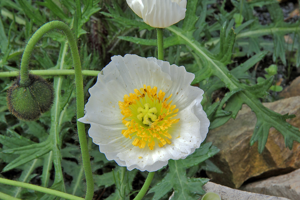 Alpenmohn