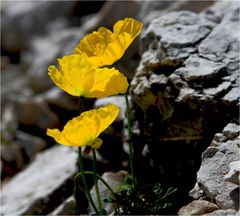 Alpenmohn