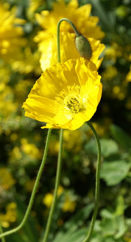 Alpenmohn?