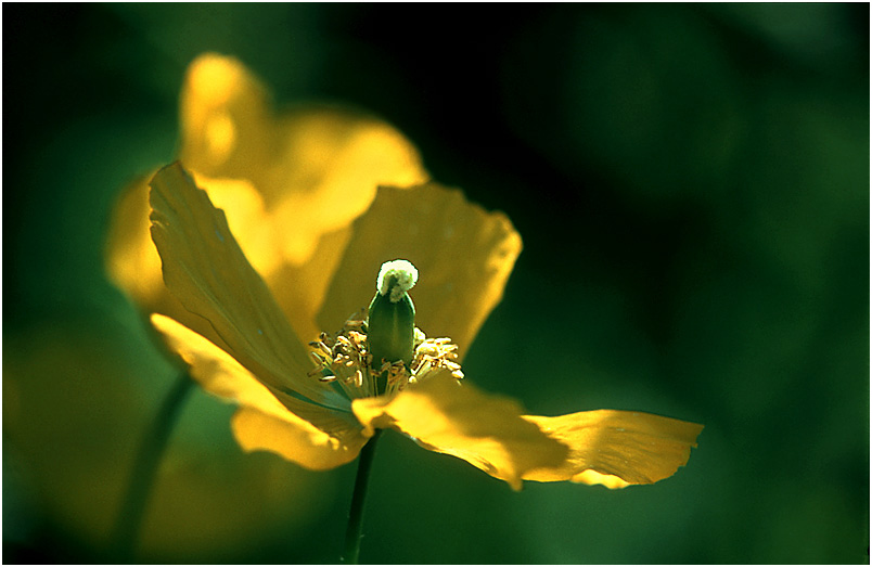 Alpenmohn