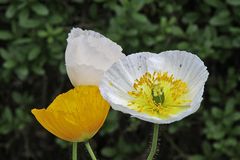 Alpenmohn